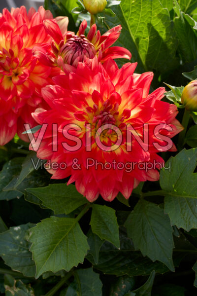 Dahlia LaBella® Grande Fun Flame Dahlia LaBella® Grande Fun Flame
