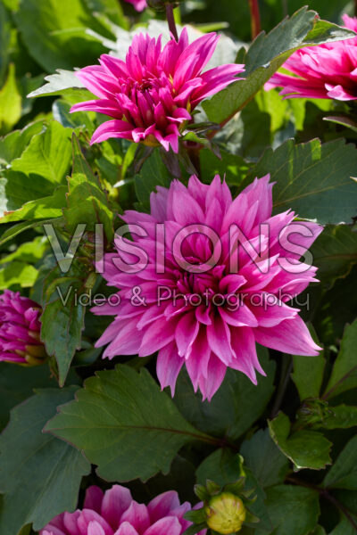 Dahlia LaBella® Grande Deep Rose Dahlia LaBella® Grande Deep Rose