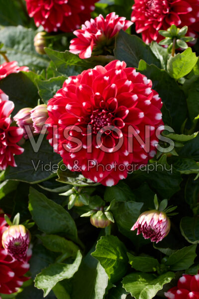 Dahlia LaBella® Grande Medio Fun Maroon Frost Dahlia LaBella® Grande Medio Fun Maroon Frost