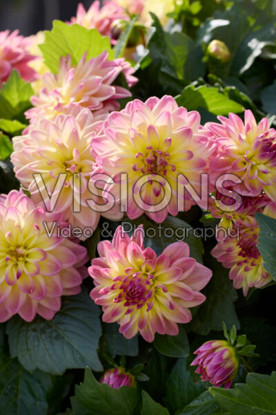 Dahlia LaBella® Grande Medio Fun Damd 3997 Dahlia LaBella® Grande Medio Fun Damd 3997