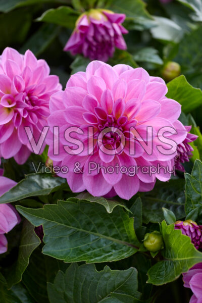 Dahlia LaBella® Grande Medio Fun Damd 3989 Dahlia LaBella® Grande Medio Fun Damd 3989