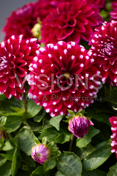 Dahlia LaBella® Grande Medio Fun Maroon Frost Dahlia LaBella® Grande Medio Fun Maroon Frost