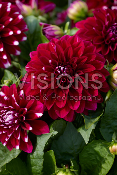 Dahlia LaBella® Grande Medio Fun Maroon Frost Dahlia LaBella® Grande Medio Fun Maroon Frost