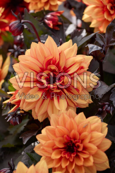 Dahlia LaBella® Grande Chocolate Amber Dahlia LaBella® Grande Chocolate Amber