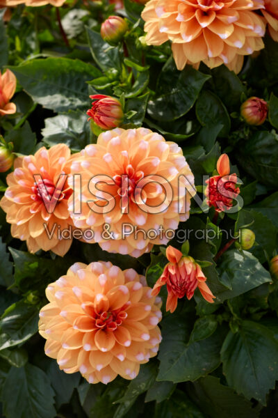 Dahlia LaBella® Grande Fun Caramel Dahlia LaBella® Grande Fun Caramel