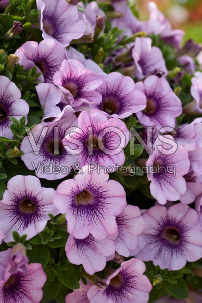 Petunia Tea Rosy Sun
