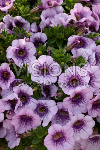 Petunia Tea Rosy Sun Petunia Tea Rosy Sun