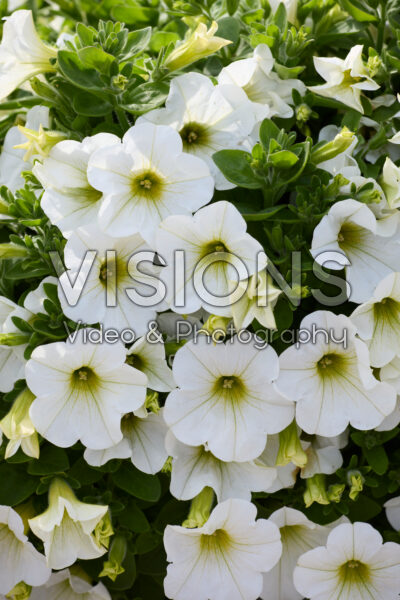 Petunia Tea White Petunia Tea White