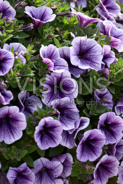 Petunia Tea Blue Vein Petunia Tea Blue Vein