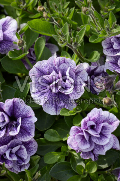 Petunia Tumbelina Priscilla Pro Petunia Tumbelina Priscilla Pro