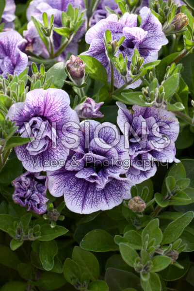 Petunia Tumbelina Priscilla Pro Petunia Tumbelina Priscilla Pro