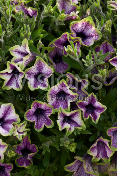 Petunia Tea Purple Vein Green Edge Petunia Tea Purple Vein Green Edge