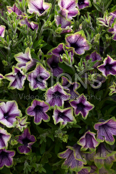 Petunia Tea Purple Vein Green Edge