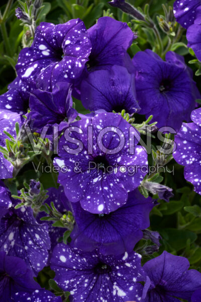 Petunia Splash Dance Bolero Blue Petunia Splash Dance Bolero Blue
