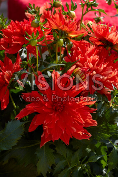 Dahlia LaBella® Maggiore Fun Elmo Ruffle Dahlia LaBella® Maggiore Fun Elmo Ruffle