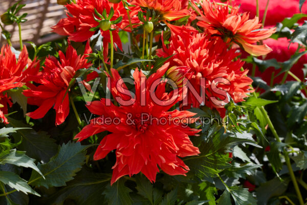 Dahlia LaBella® Maggiore Fun Elmo Ruffle Dahlia LaBella® Maggiore Fun Elmo Ruffle