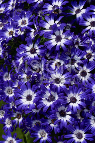 Pericallis Pericallis
