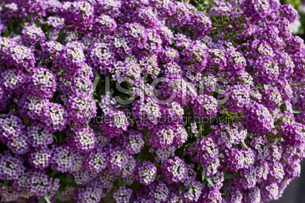 Lobularia maritima Streamâ„¢ Lavender Lobularia maritima Streamâ„¢ Lavender