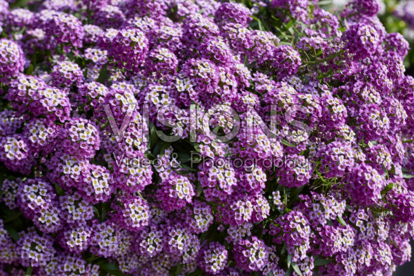 Lobularia maritima Stream™ Lavender
