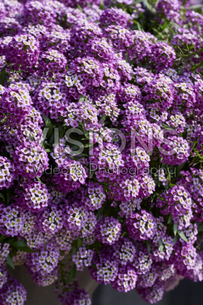 Lobularia maritima Streamâ„¢ Lavender Lobularia maritima Streamâ„¢ Lavender