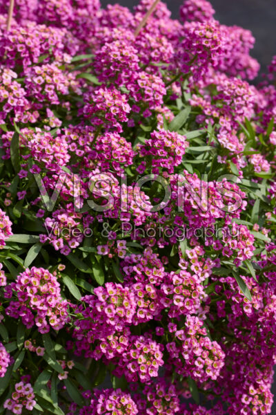 Lobularia maritima Streamâ„¢ Rose Lobularia maritima Streamâ„¢ Rose
