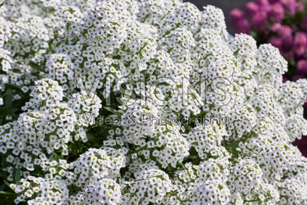 Lobularia maritima Streamâ„¢ White Lobularia maritima Streamâ„¢ White