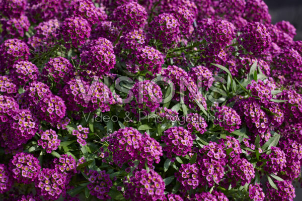 Lobularia maritima Streamâ„¢ Purple Lobularia maritima Streamâ„¢ Purple