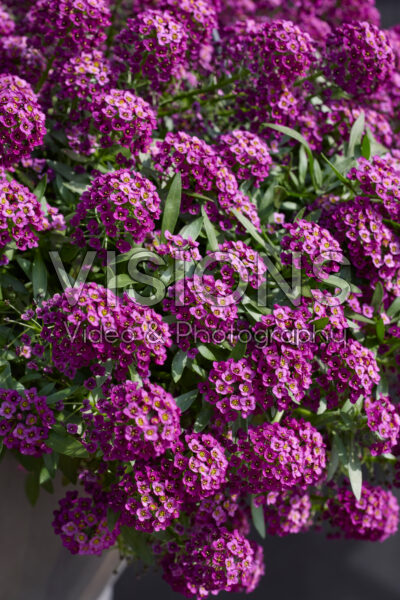 Lobularia maritima Stream™ Purple