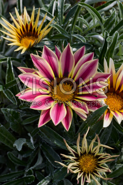 Gazania rigens Frosty Kiss White Flame Gazania rigens Frosty Kiss White Flame