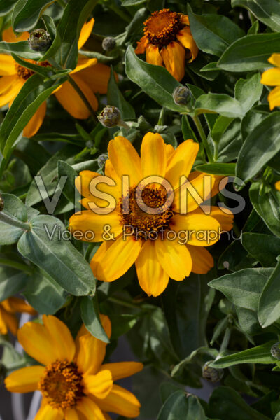 Zinnia Profusion Double Golden Zinnia Profusion Double Golden
