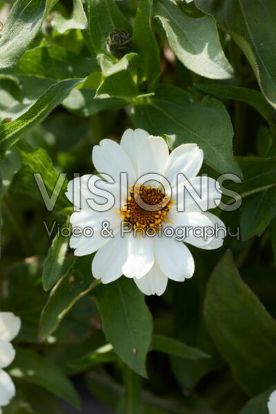 Zinnia Profusion White Zinnia Profusion White