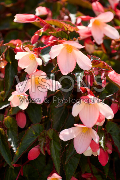 Begonia boliviensis Beauvilia® Bicolour