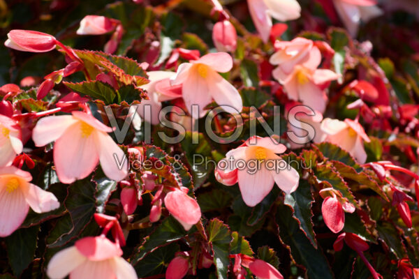 Begonia boliviensis Beauvilia® Bicolour