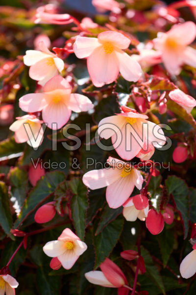 Begonia boliviensis Beauvilia® Bicolour Begonia boliviensis Beauvilia® Bicolour