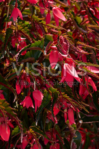 Begonia boliviensis Waterfall® Encanto Pink