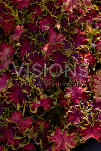 Coleus scutellarioides Colocha Rose