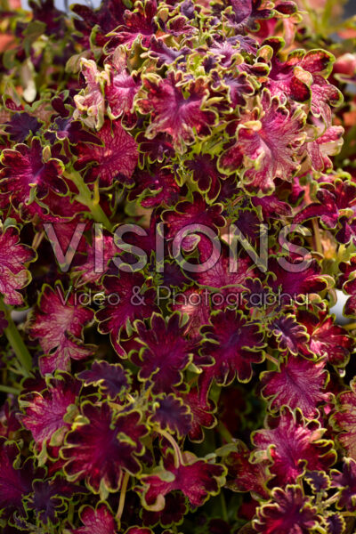 Solenostemon scutellarioides Colocha Rose Solenostemon scutellarioides Colocha Rose