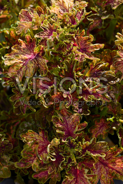 Coleus scutellarioides Colocha Scarlet