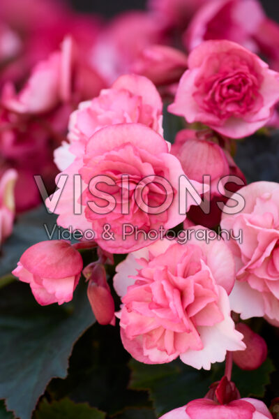 Begonia Frivola Magic Begonia Frivola Magic