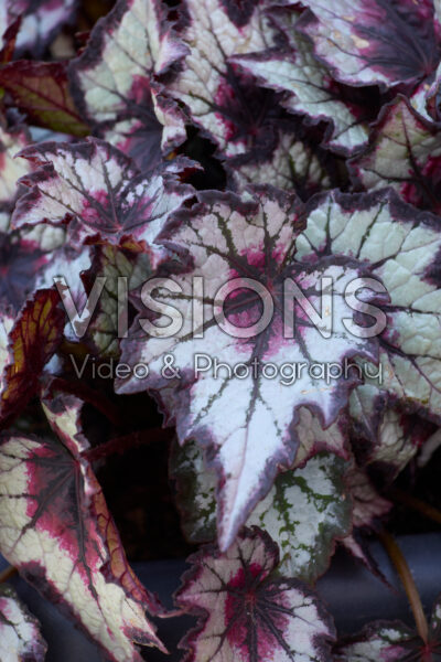 Begonia Bewitched Night Owl Begonia Bewitched Night Owl