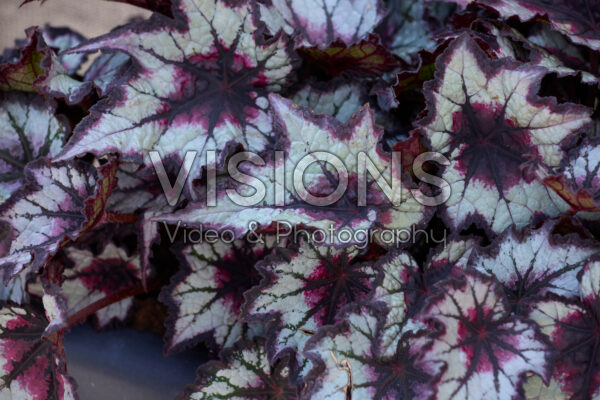 Begonia Bewitched Night Owl Begonia Bewitched Night Owl