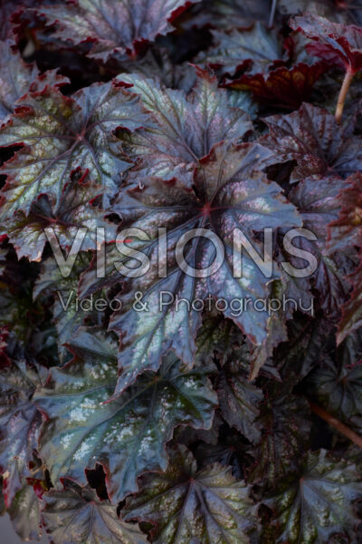 Begonia Spacestar Syrma
