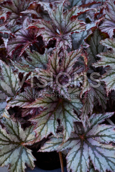 Begonia Spacestar Maia Begonia Spacestar Maia