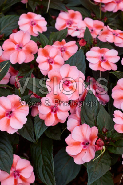 Impatiens SunPatiens® Vigorous Peach Candy Impatiens SunPatiens® Vigorous Peach Candy