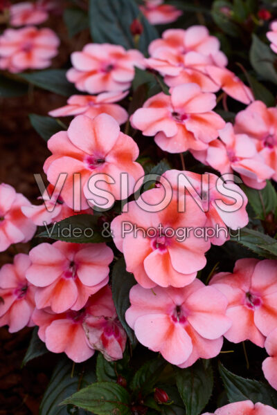 Impatiens SunPatiens® Vigorous Peach Candy Impatiens SunPatiens® Vigorous Peach Candy