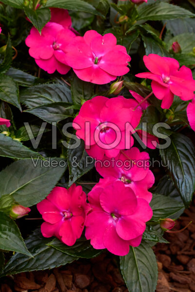 Impatiens SunPatiens® Vigorous Rose Pink Impatiens SunPatiens® Vigorous Rose Pink