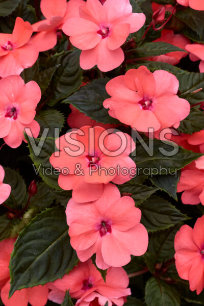 Impatiens SunPatiens® Compact Coral Pink