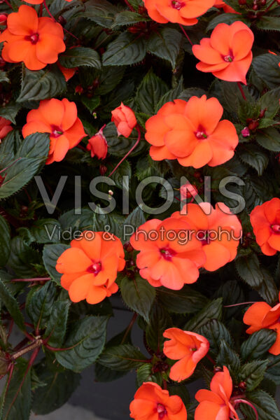 Impatiens SunPatiens® Compact Hot Coral Impatiens SunPatiens® Compact Hot Coral