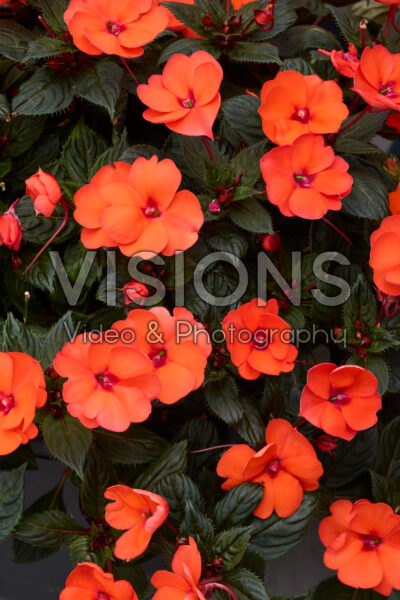 Impatiens SunPatiens® Compact Hot Coral Impatiens SunPatiens® Compact Hot Coral