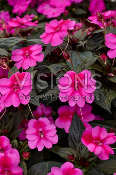 Impatiens SunPatiens® Purple Candy Improved